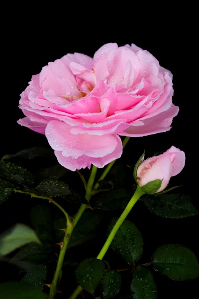 Beautiful pink rose with water drop on black