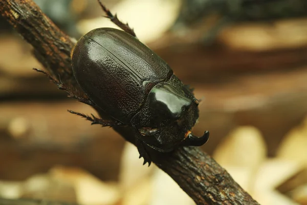 Beetle on wood