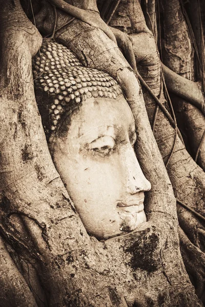 Head of sand Buddha statue in the tree roots at Travel Essentials Wat Mahathat, Ayutthaya, Thailand