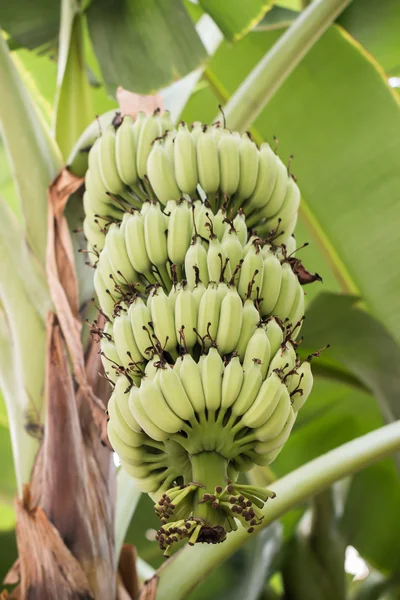 Bnana and Unripe Cultivar Bananas on The Banana Tree in The Gard
