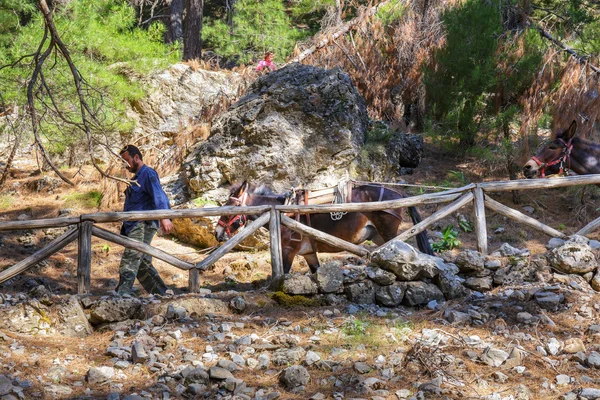Samaria Gorge, Greece - MAY 26, 2016: horses led by a guide, are used to transport tired tourists in Samaria Gorge in central Crete, Greece. The national park is a UNESCO Biosphere Reserve since 1981