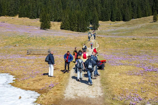 TATRA MOUNTAINS, POLAND - APR 25, 2015: Unidefined tourists visit Chocholowska Valley. Crocus flowers blooming in spring are great attraction for many people