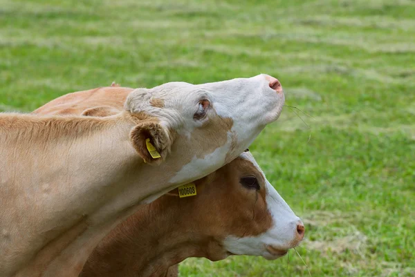 Photo of two breeding cow on a meadow.