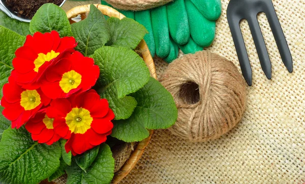 Beautiful red primula in flowerpot and gardening tools.