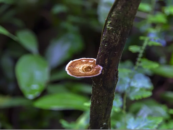 Tree Mushroom on Forest Herbs Background.