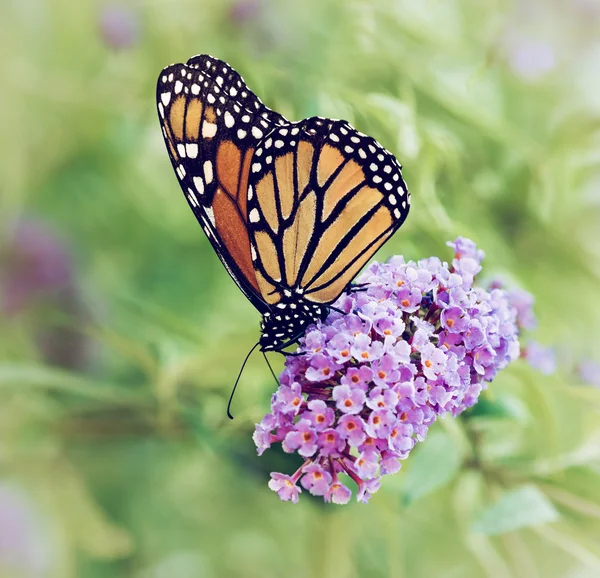 Monarch butterfly on butterfly bush flowers