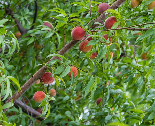 Peach tree fruits