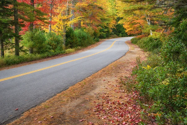 Winding road through autumn trees