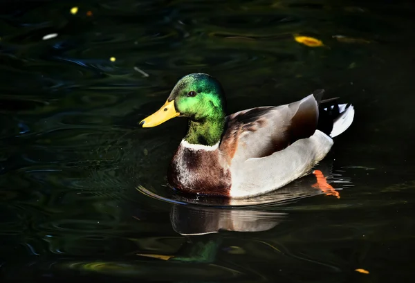 Green Head Duck