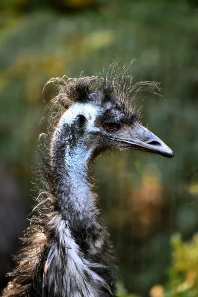 Australian Emu head profile