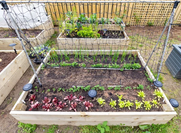 Planted raised bed