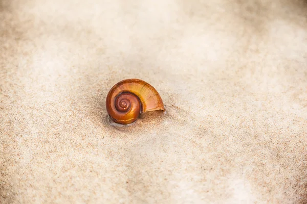 Sea snail on sand