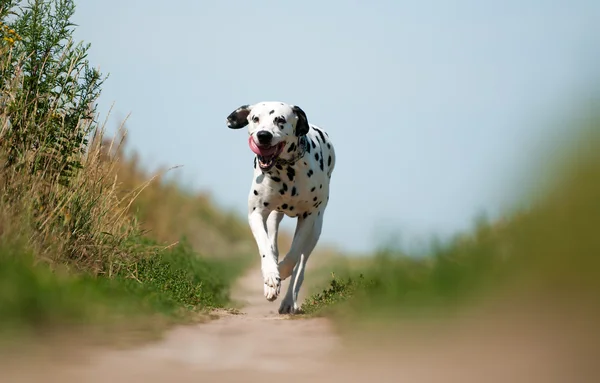 Front View of Dalmatian Dog Running on Path