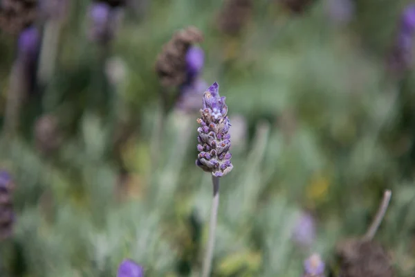 Close up of lavender field in the summer