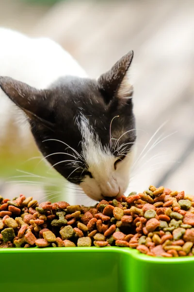 Cat eating Grain food