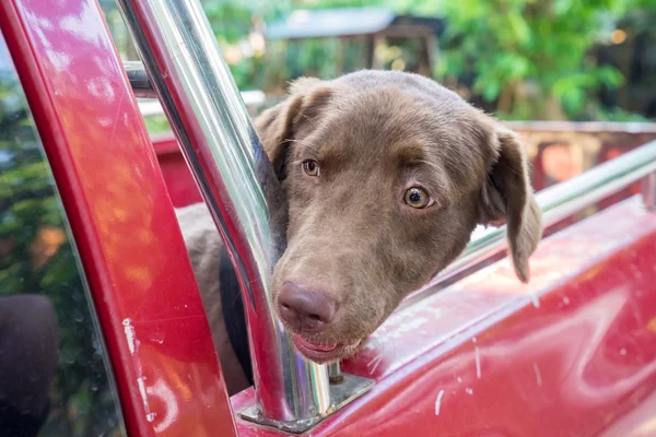 The dog traveling in the car