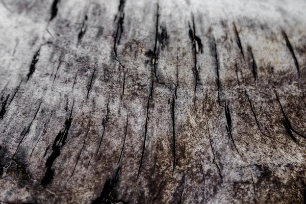 Old timber texture