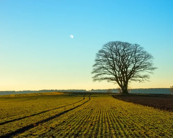 Green Winter Landscape