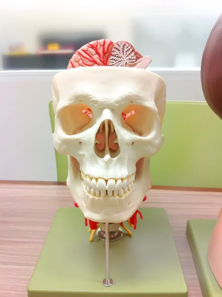 Model of a skull with visible brain