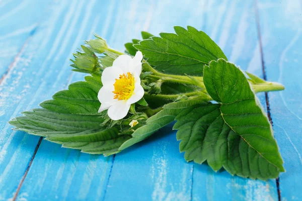 Strawberry flower and leaves
