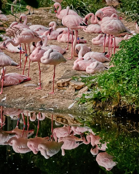Flamingos mirroring on small lake
