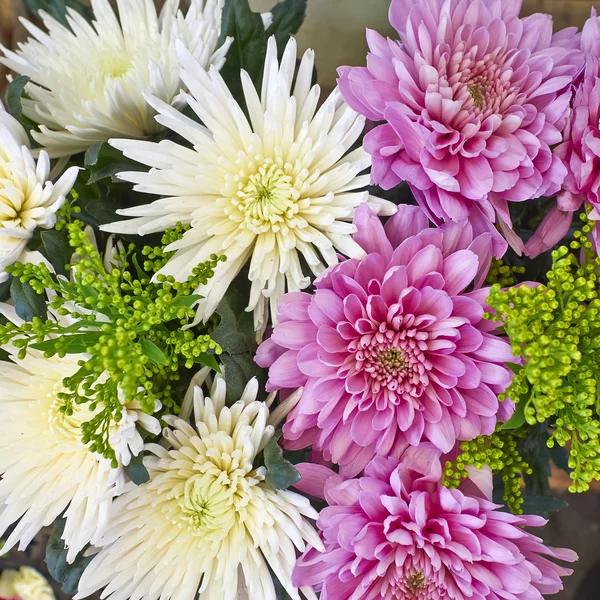 White and pink chrysanthemum flowers