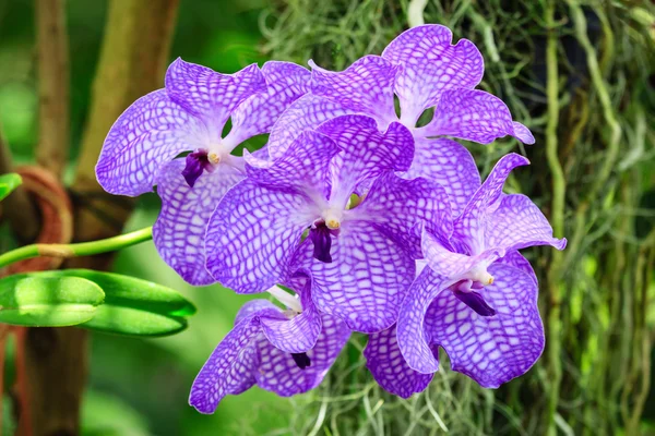 Purple wild orchid flowers