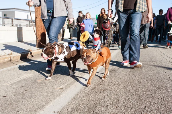 Dogs Wearing Costumes Walk In Eclectic Atlanta Parade