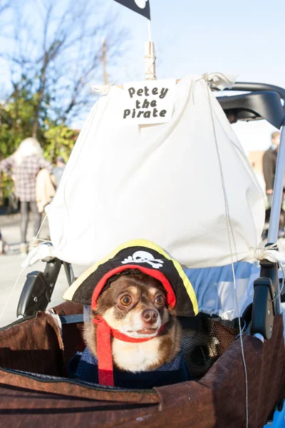 Small Dog Wears Pirate Costume At Eclectic Atlanta Parade