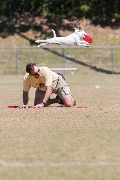 Dog Leaps And Extends To Catch Frisbee In Midair