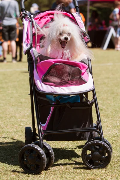 Dog Yawns Sitting In Baby Stroller At Canine Festival