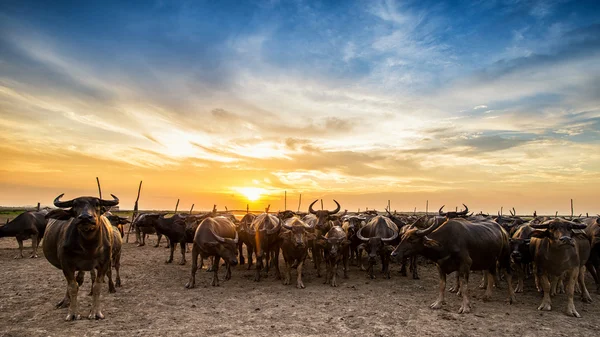 Buffalo in Thailand at sunset with orange blue cloudy sky.