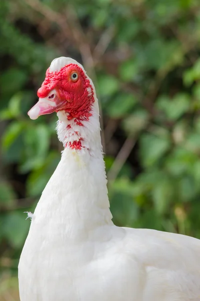 Closeup view of a Turkey