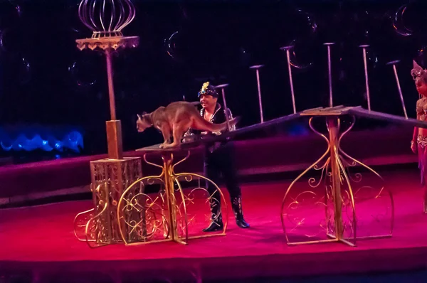 Tamer in the circus and the Canadian Cougar in attraction \