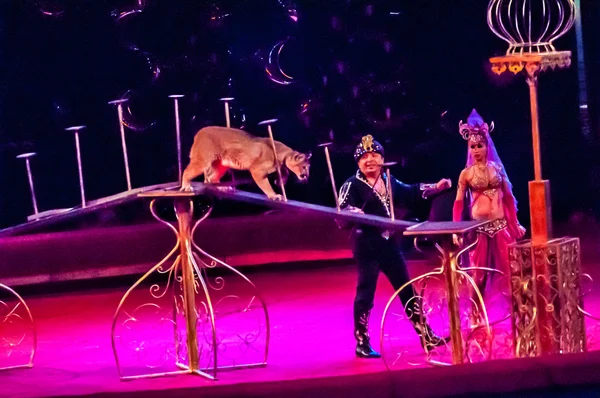 Tamer in the circus and the Canadian Cougar in attraction \