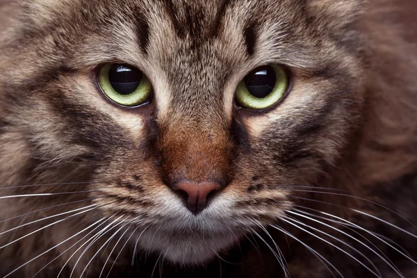 Green cat eyes in close up photo