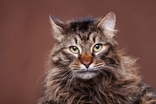 Angry maine coon cat on brown background