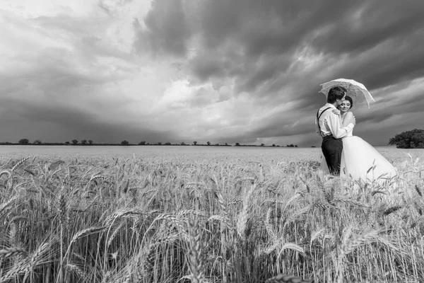 Groom kissing the bride in wheat field