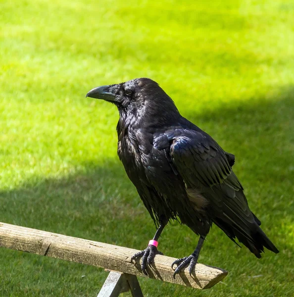 Raven in the Tower of London, UK