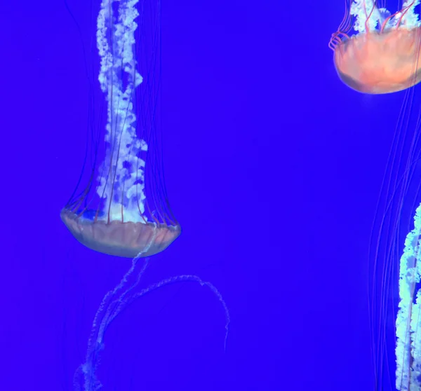Jellyfish in deep water