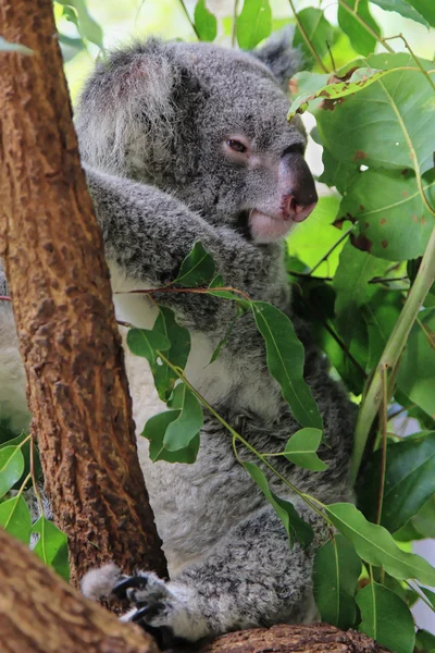 Cairns koala in the gum tree