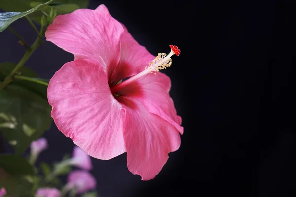 Hibiscus sinensis adonicus pink