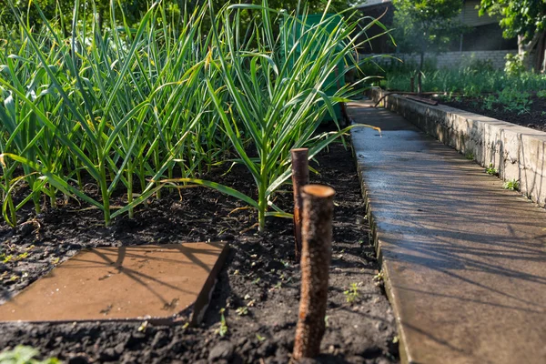 Onion plants growing in a spring garden