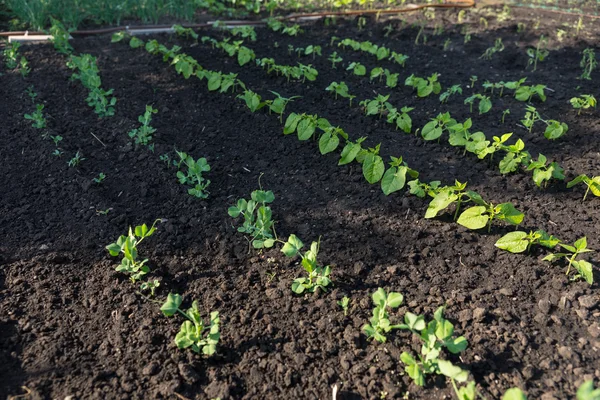 Young seedlings planted out in a veggie garden