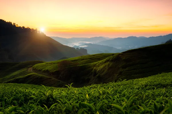 Tea plantation in the morning