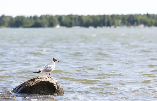 Seagull stands on a rock in water