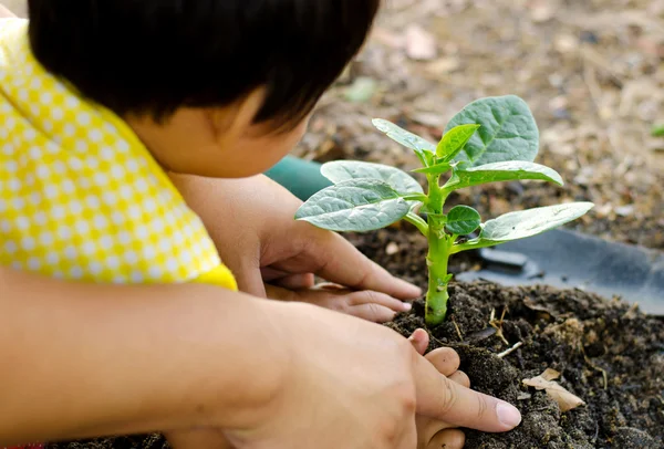 Close up Kid hand and father planting young tree