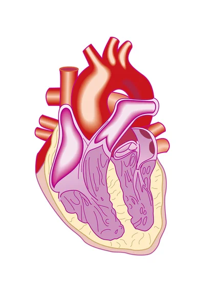 Heart cross section