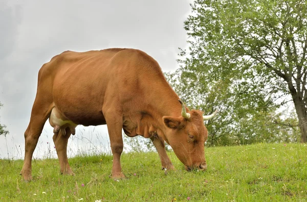 Brown cow grazing in fresh pastures