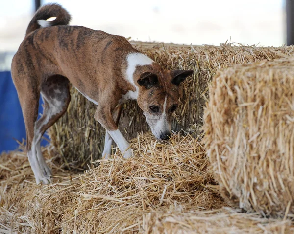 Basenji Dog Hunting Rats